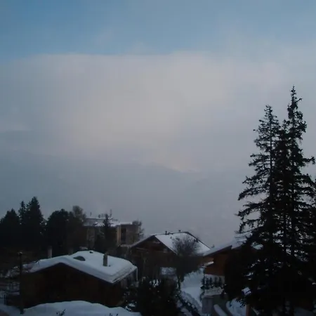 Arnica * Crans-Montana